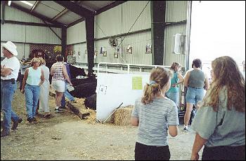 kids at the beef barn