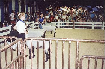 sheep judging