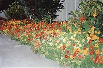 nasturtiums