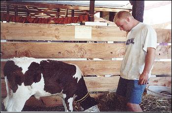 Feeding the milk to Roxanne's calf