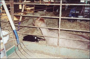 A LaMancha Goat with kid