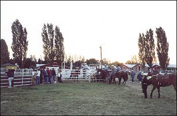 Horse riders near the rodeo