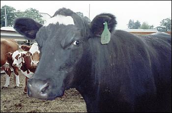 Picture of very closeup of bull.