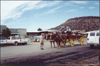 Picture of animal judging.