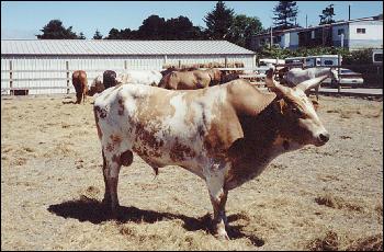 Brahma Bull