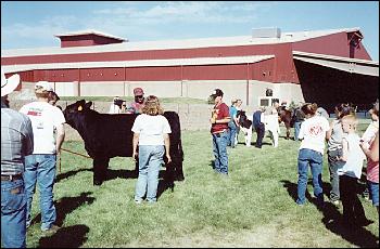 Beef Judging