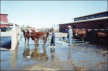 Cattle Grooming