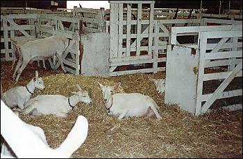 Picture of large wooden stalls for animals.