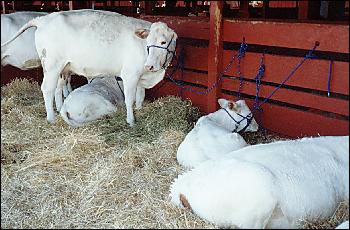 Picture of Charolais cattle.