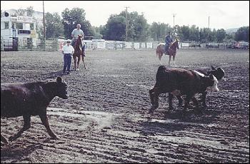 Picture of calves in arena.