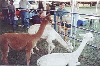 Alpacas