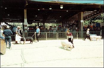 Swine Judging