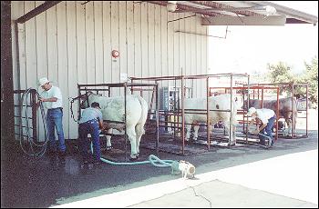 Cows being groomed for showing