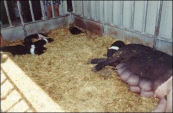 A large sow with her litter