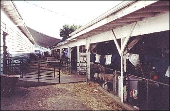 Picture of animal barns.