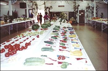 Picture of vegetable competition.