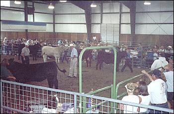 Picture of steer judging.