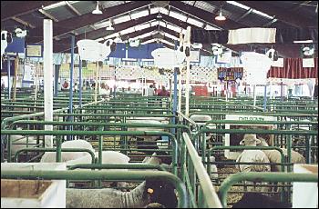 Picture of inside of sheep barn.