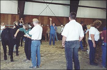 Picture of steer grooming.