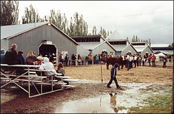 Picture of outdoor sale arena.