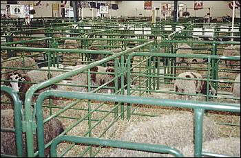 Picture of sheep barn.