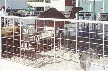Picture of Camel.