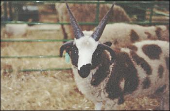 Picture of Jacobs sheep.