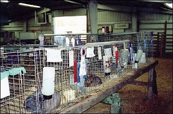 Picture of 4H rabbit judging