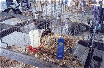 Picture of Poultry exhibits.