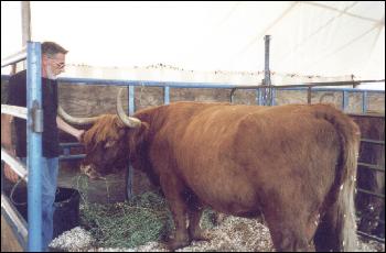 Picture of a Highland steer from Scotland.
