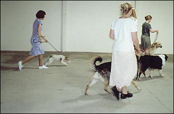 Picture of  dog obedience judging.