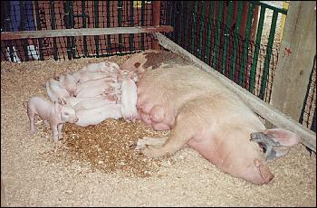 Picture of a sow with 12 piglets.