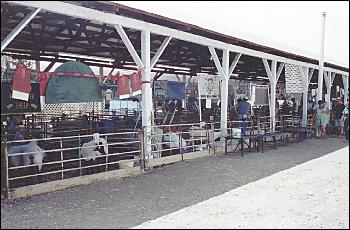 Picture of sheep barn.