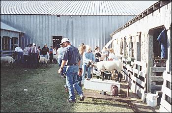 Picture of sheep grooming.