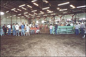 Picture of 4H auction.